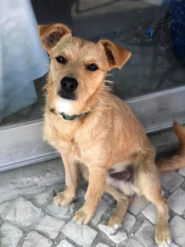 PETIFYC10426 photo 3