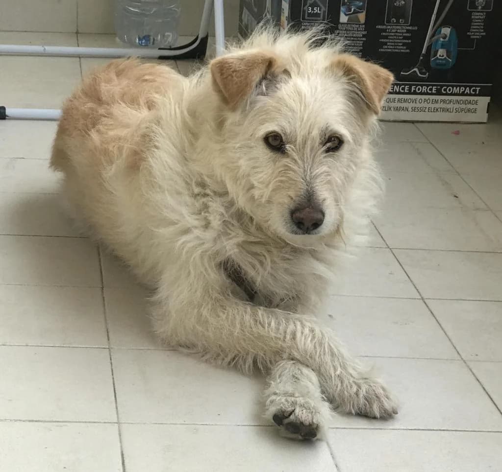 PETIFYC10426 photo 5