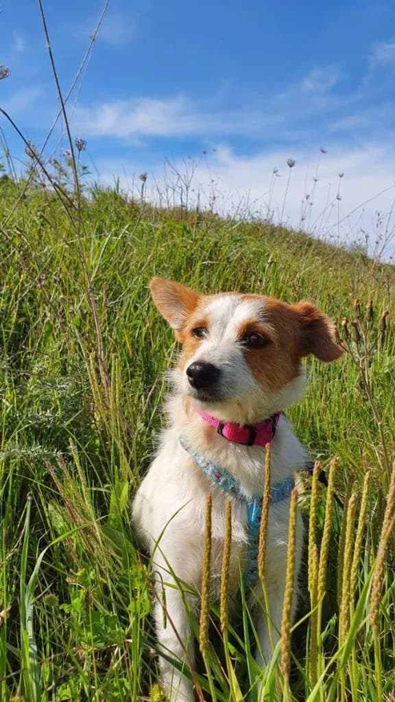 PETIFYC10427 photo 5