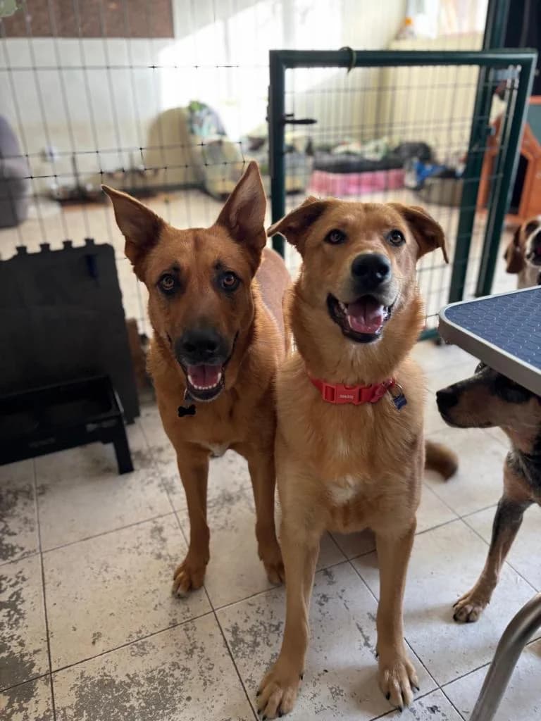 PETIFYC10428 photo 3