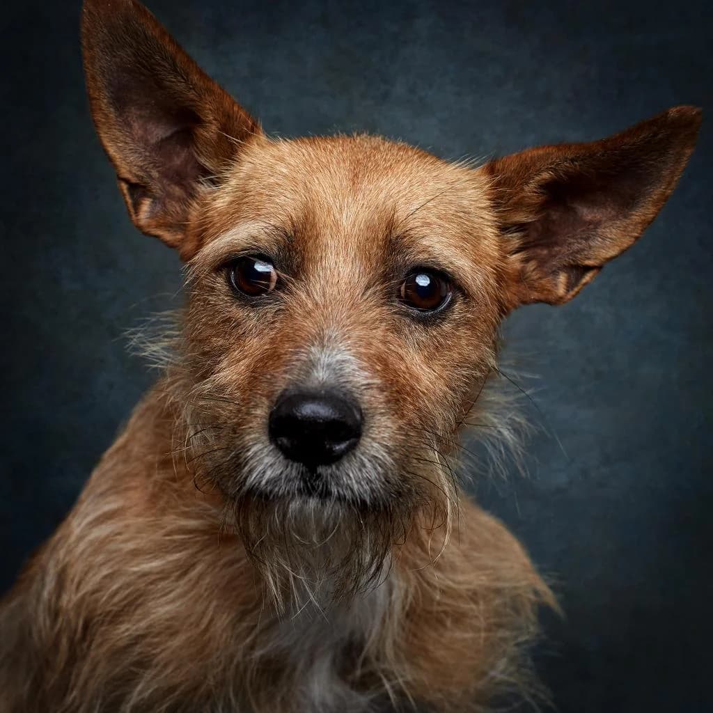 PETIFYC10428 photo 4