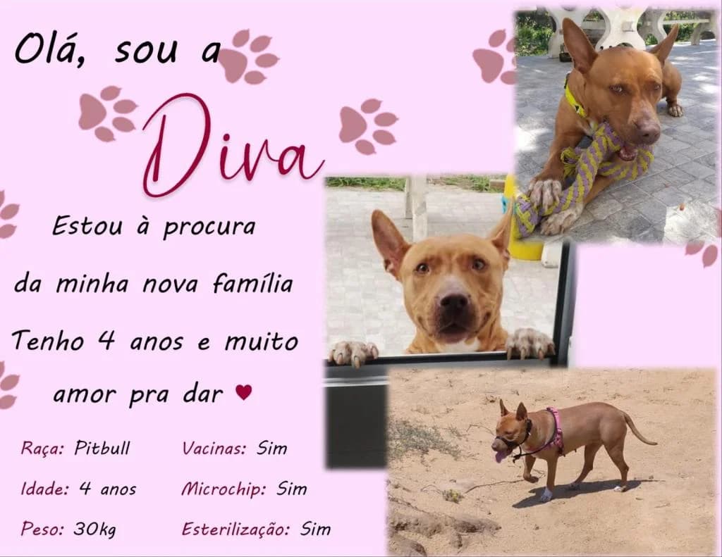 PETIFYC10429 photo 3