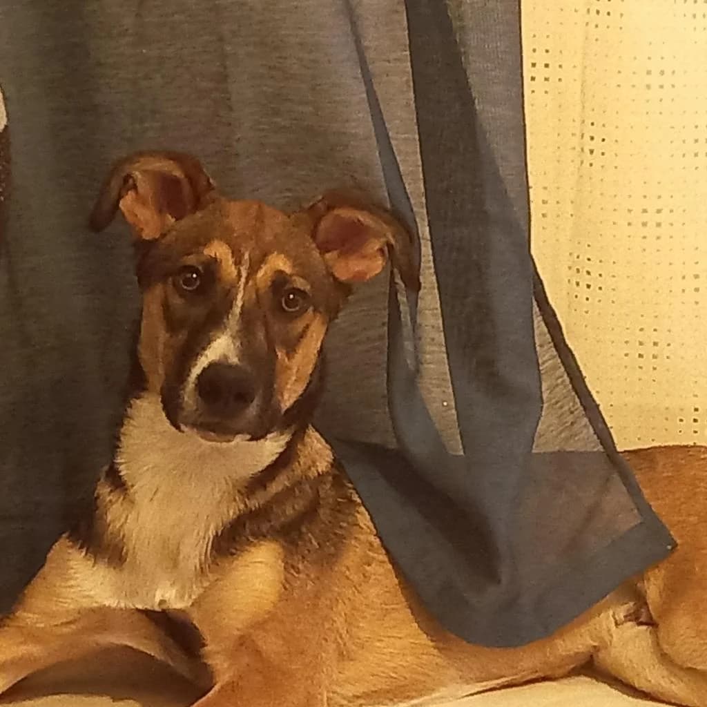 PETIFYC10429 photo 4