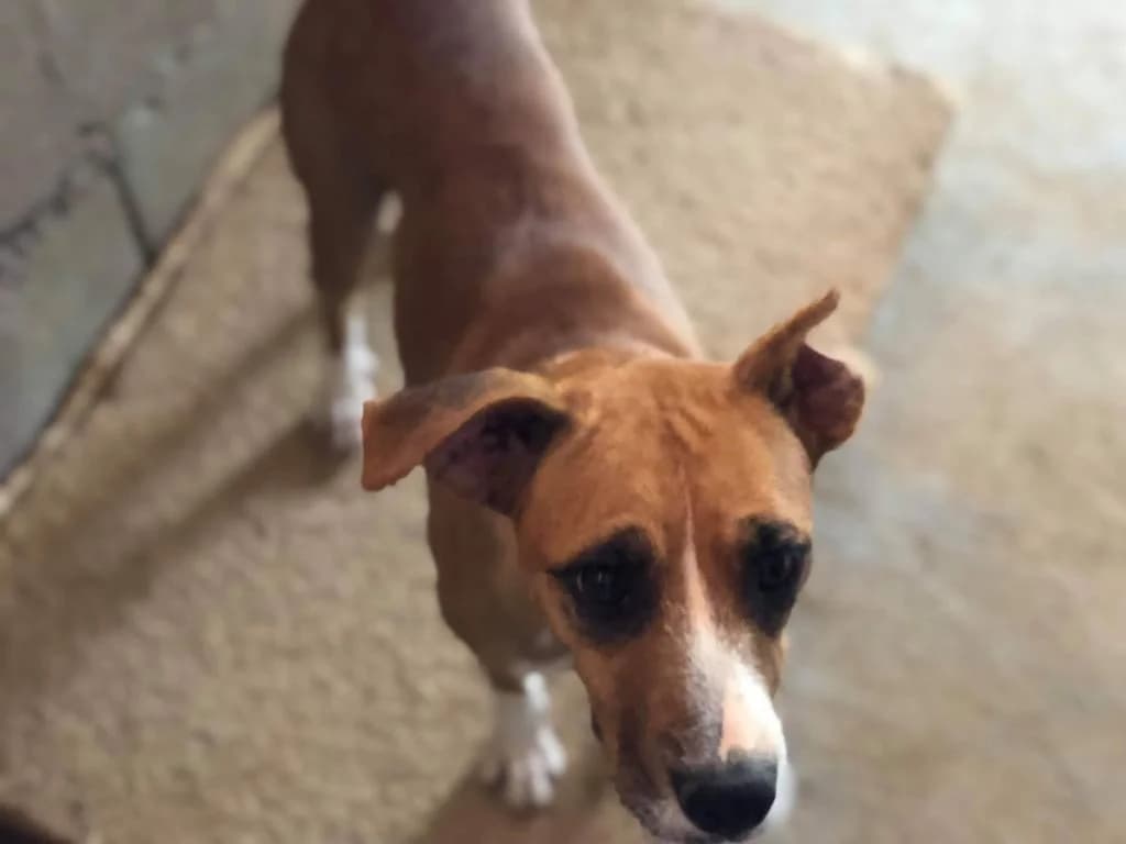 PETIFYC10429 photo 6