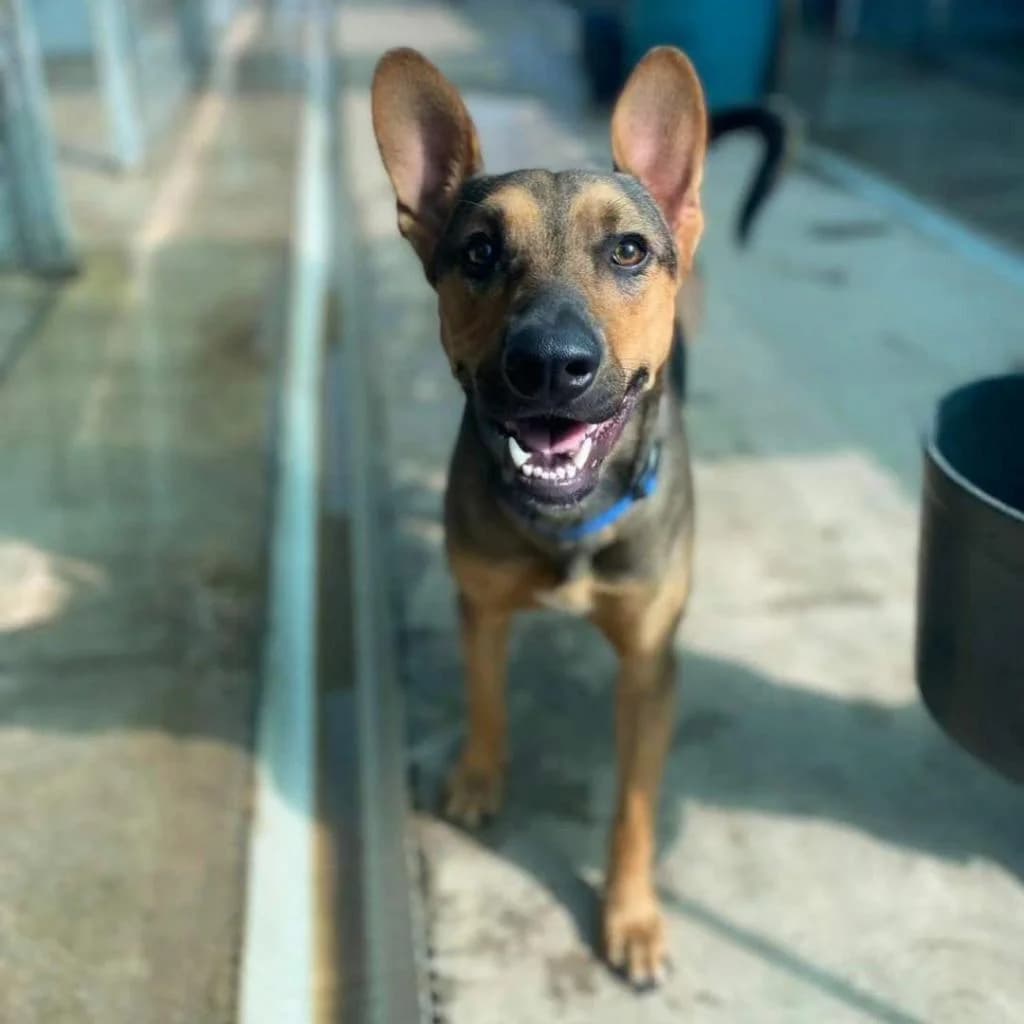 PETIFYC10429 photo 7