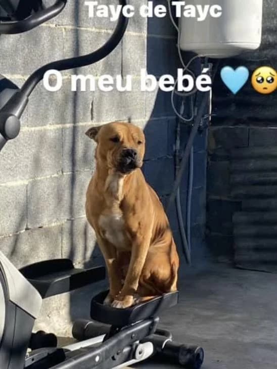 PETIFYC10444 photo 3