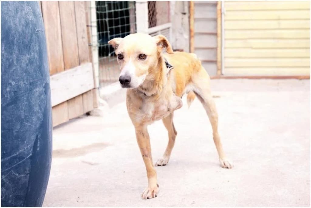 PETIFYC10444 photo 6