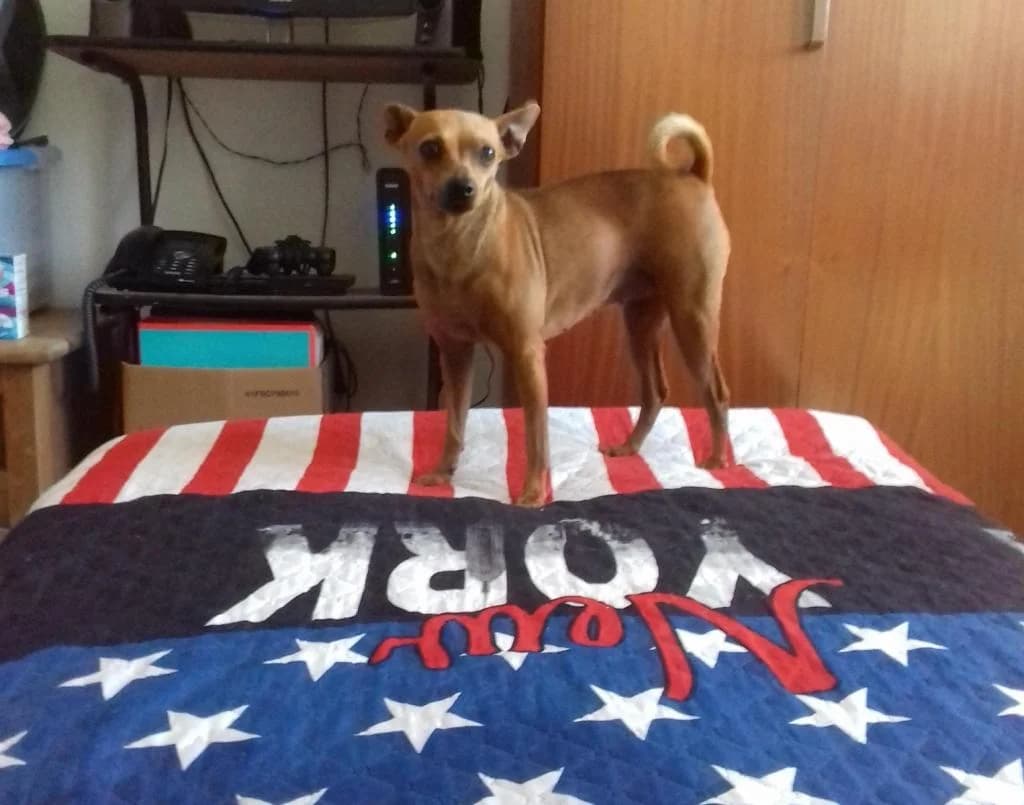 PETIFYC10444 photo 7