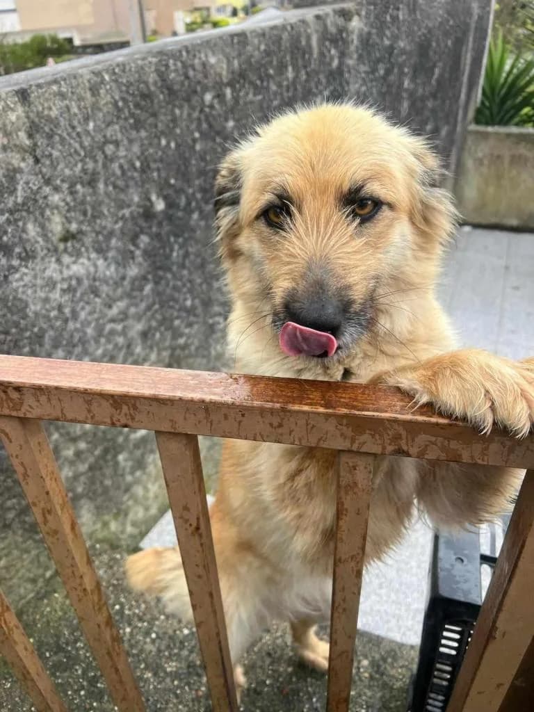 PETIFYC10445 photo 2