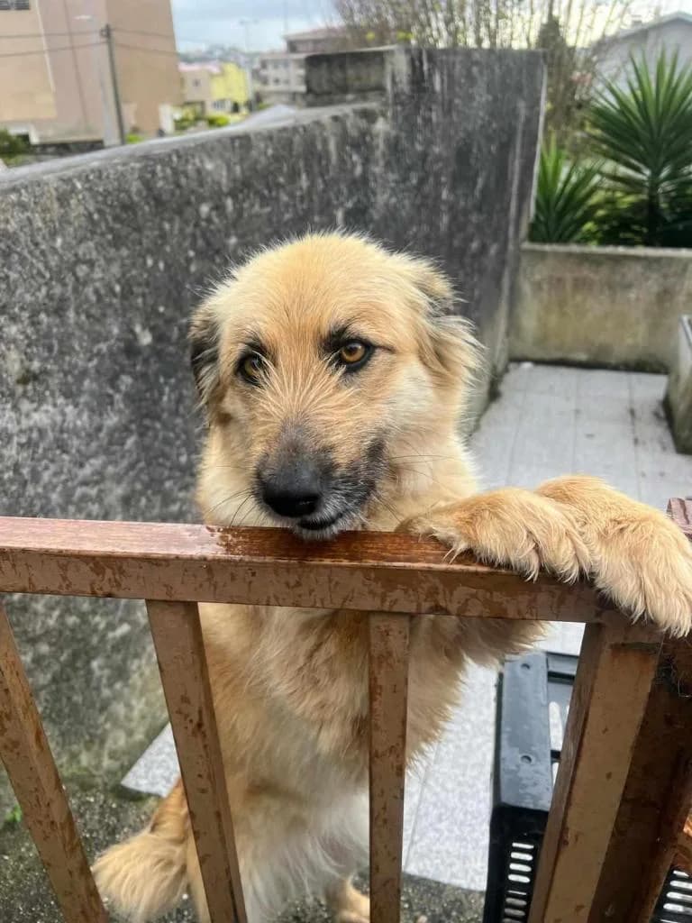 PETIFYC10445 photo 3