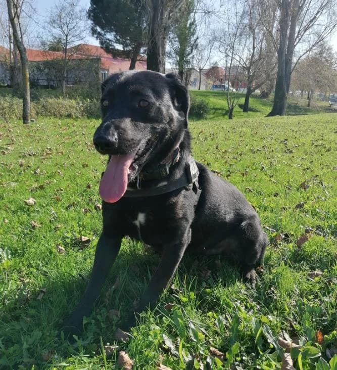 PETIFYC10445 photo 6