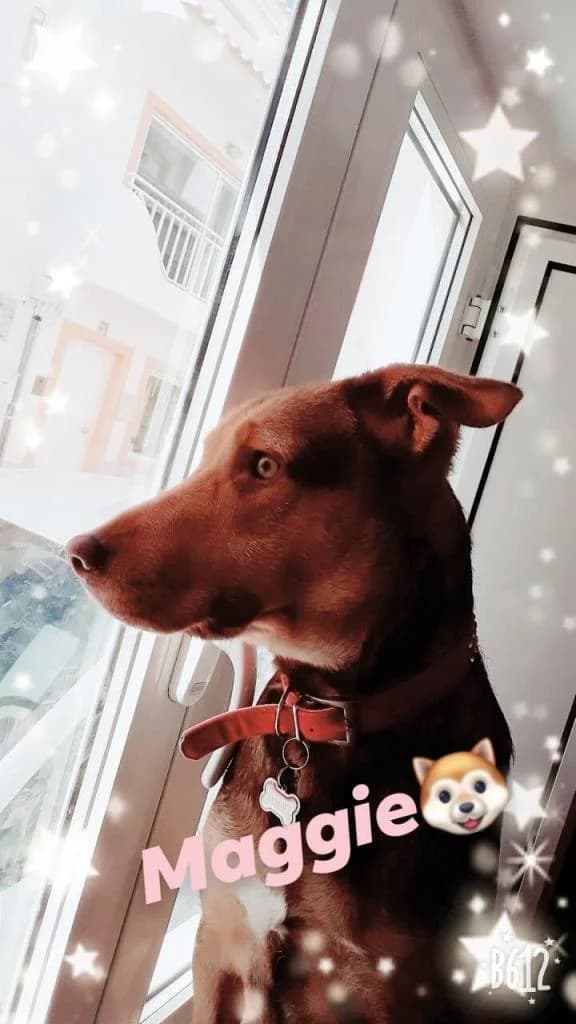 PETIFYC10445 photo 7