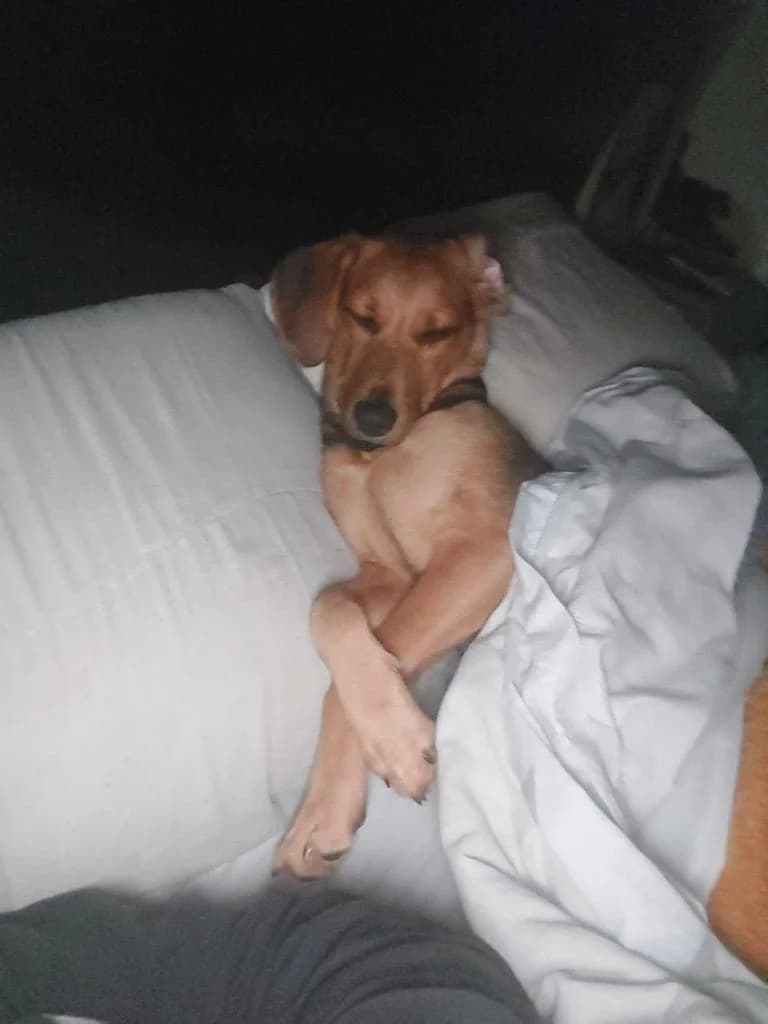 PETIFYC10447 photo 2