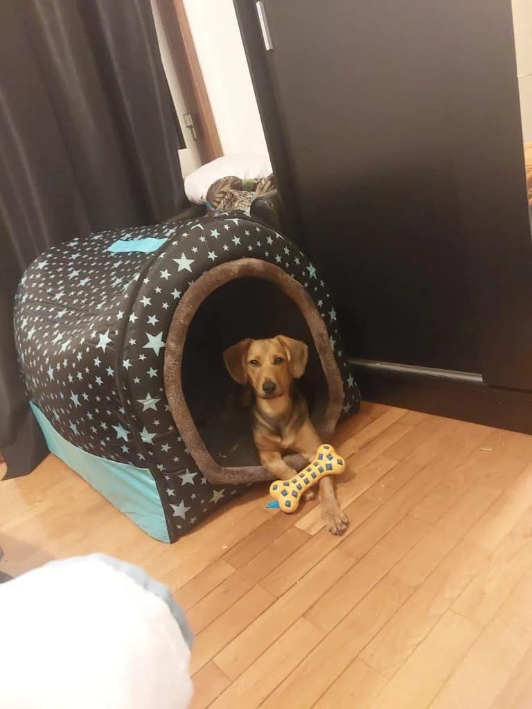 PETIFYC10447 photo 3