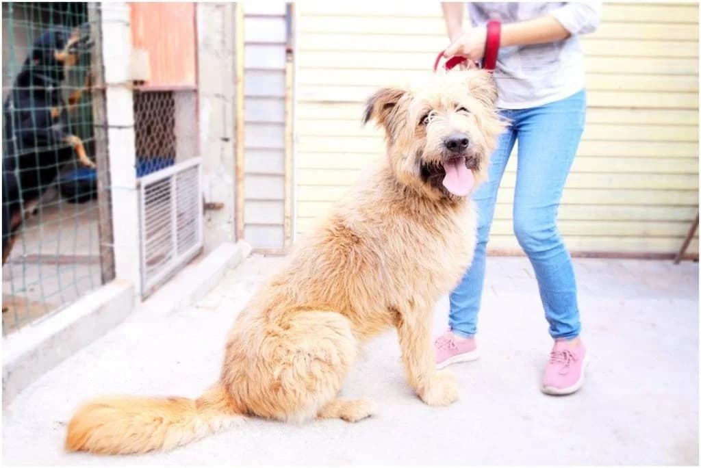 PETIFYC10447 photo 6