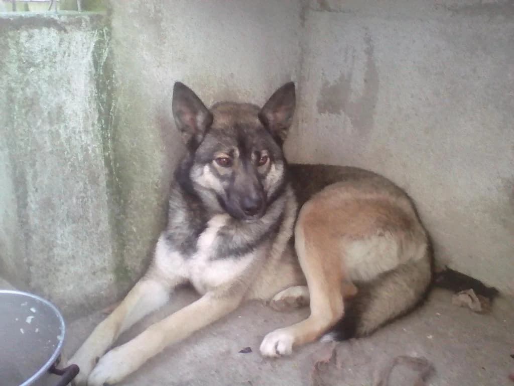 PETIFYC10447 photo 7