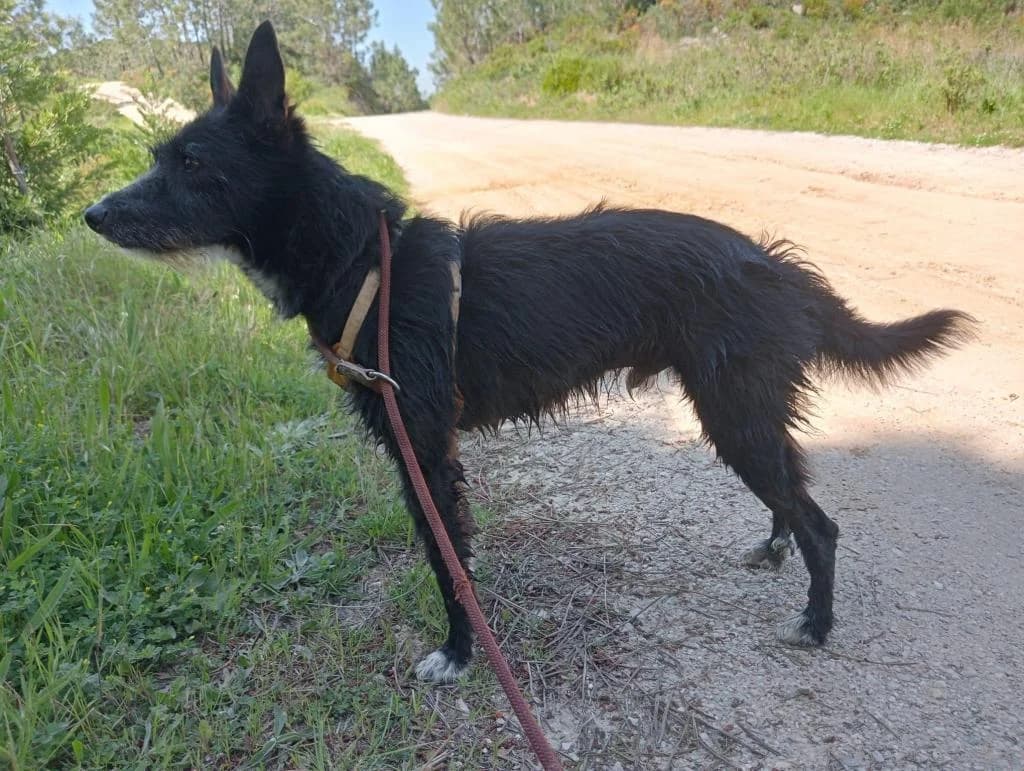 PETIFYC10448 photo 2