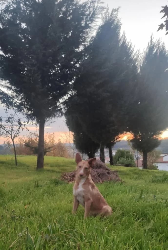 PETIFYC10448 photo 4