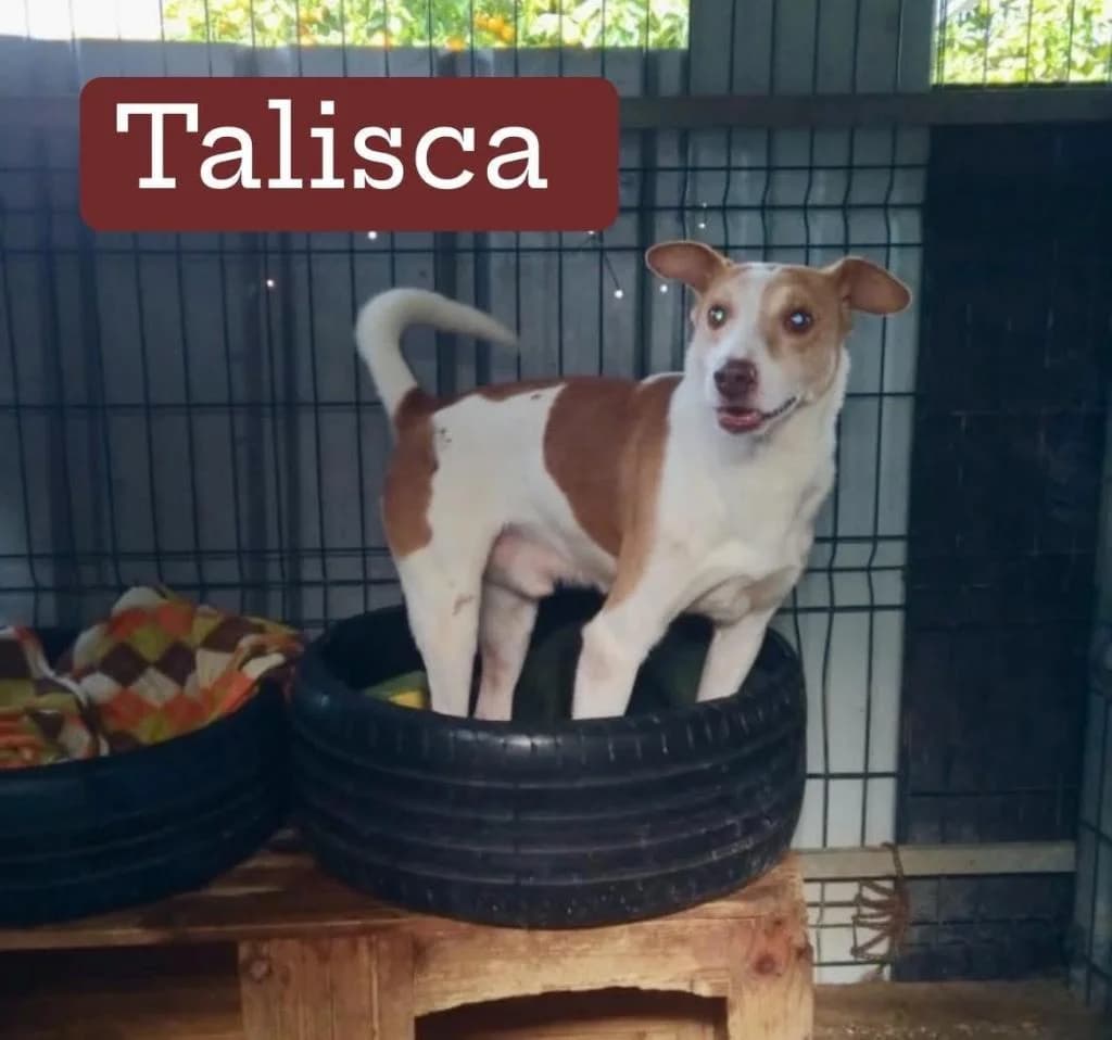 PETIFYC10448 photo 6