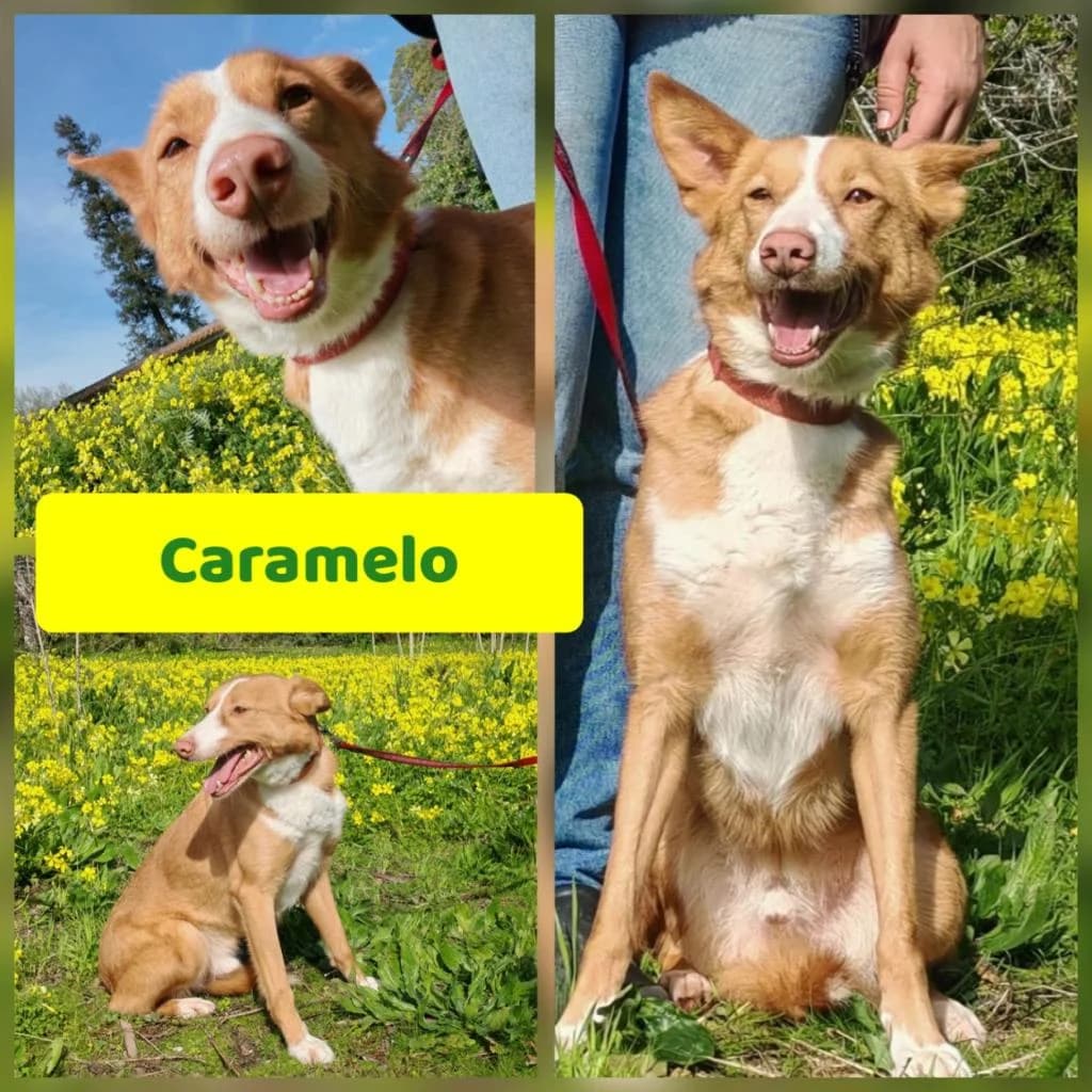 PETIFYC10448 photo 7