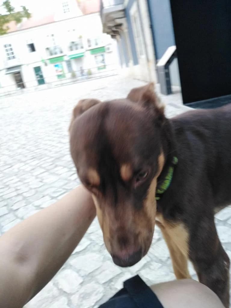 PETIFYC10448 photo 8