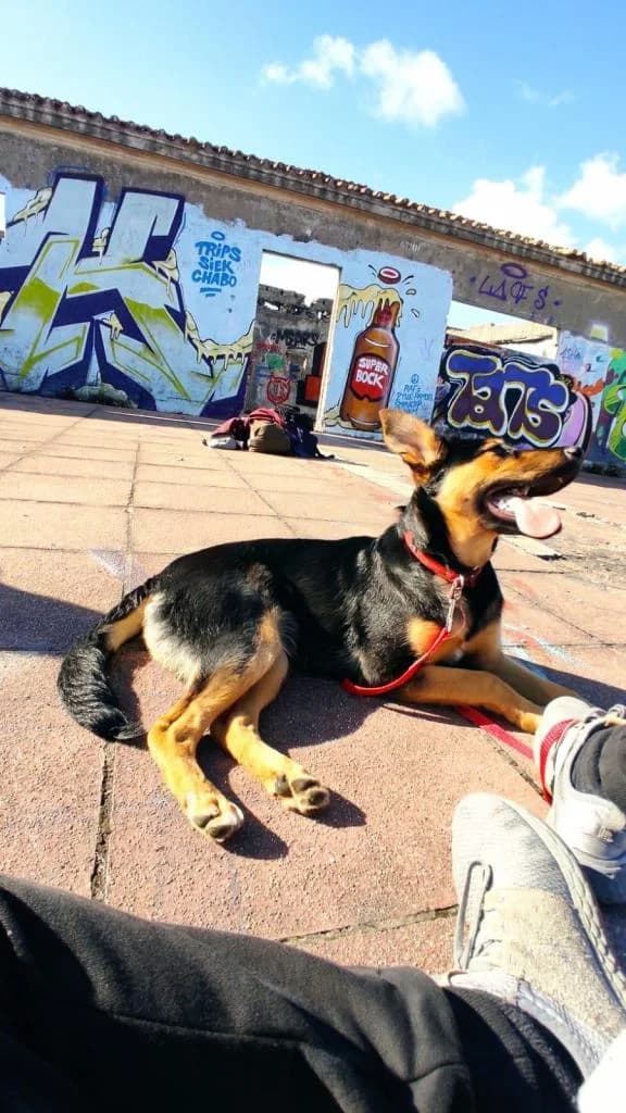 PETIFYC10449 photo 3