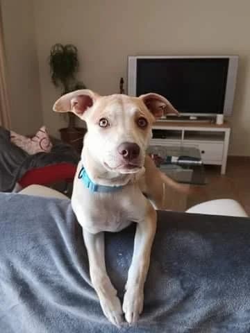 PETIFYC10449 photo 8