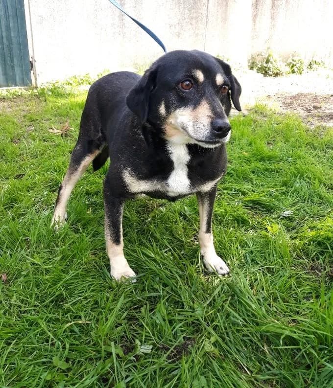 PETIFYC10468 photo 3