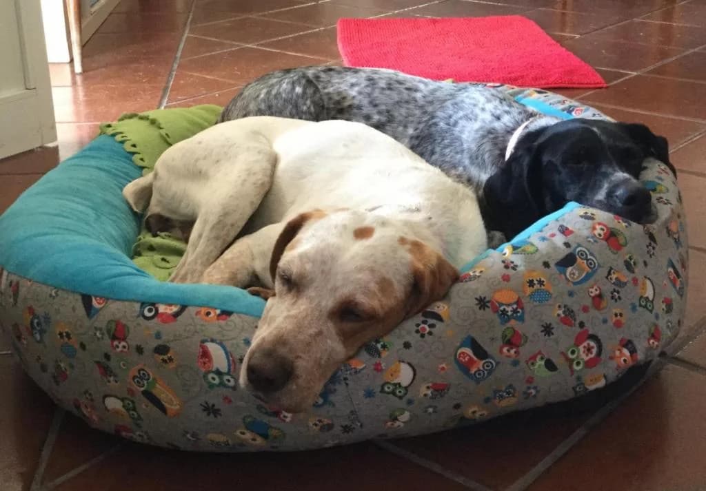 PETIFYC10468 photo 6