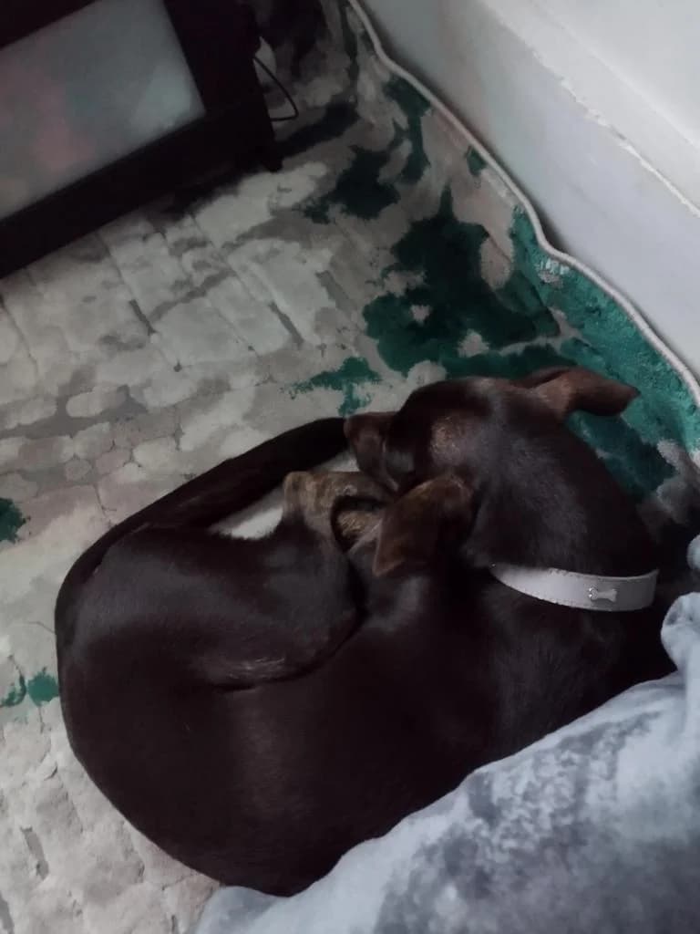 PETIFYC10468 photo 7