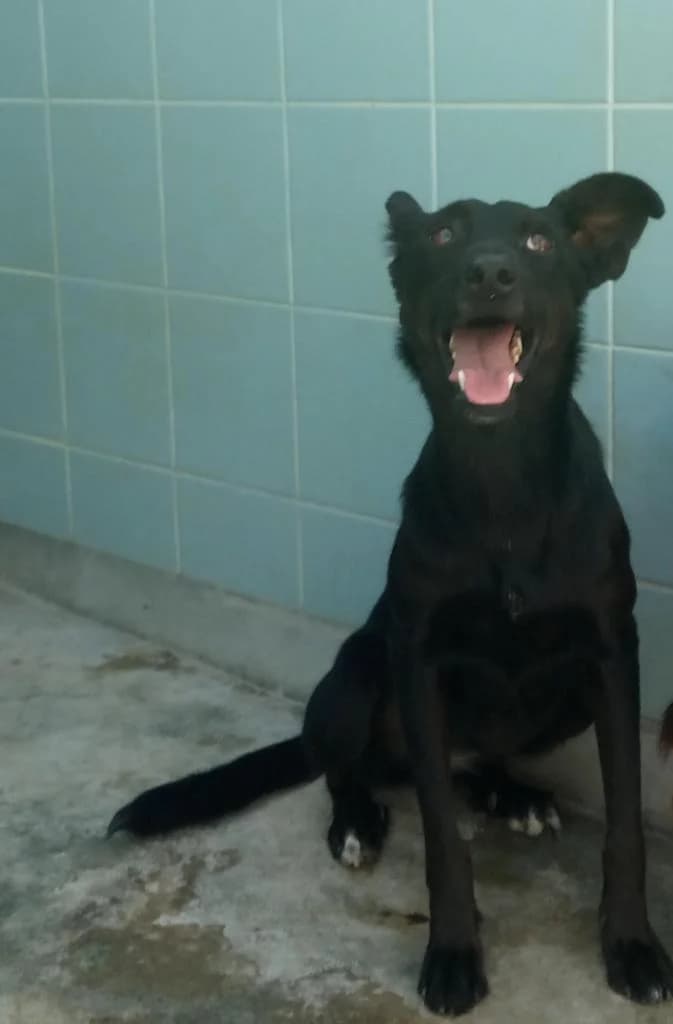 PETIFYC10468 photo 8