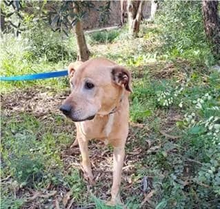 PETIFYC10469 photo 2