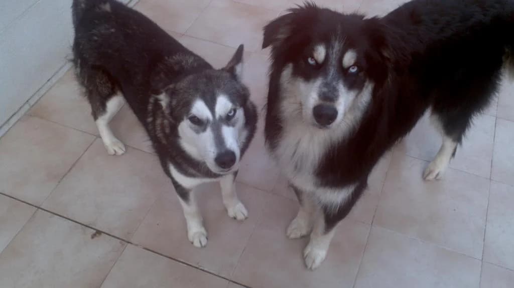 PETIFYC10469 photo 7