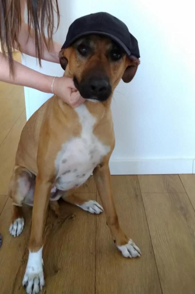 PETIFYC10470 photo 4