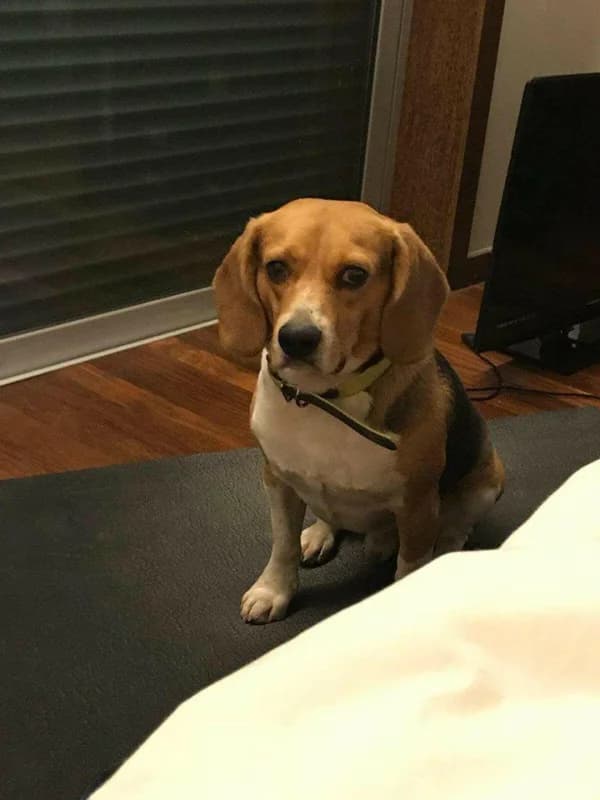 PETIFYC10470 photo 6