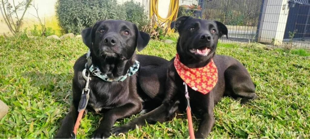 PETIFYC10470 photo 7