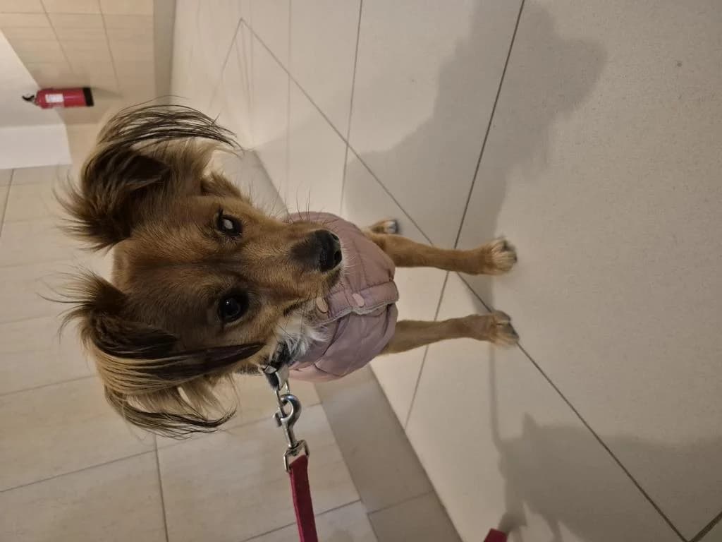 PETIFYC10470 photo 8