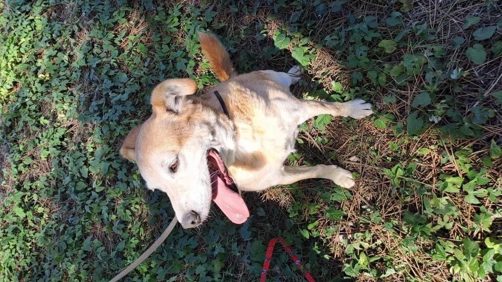 PETIFYC10471 photo 2