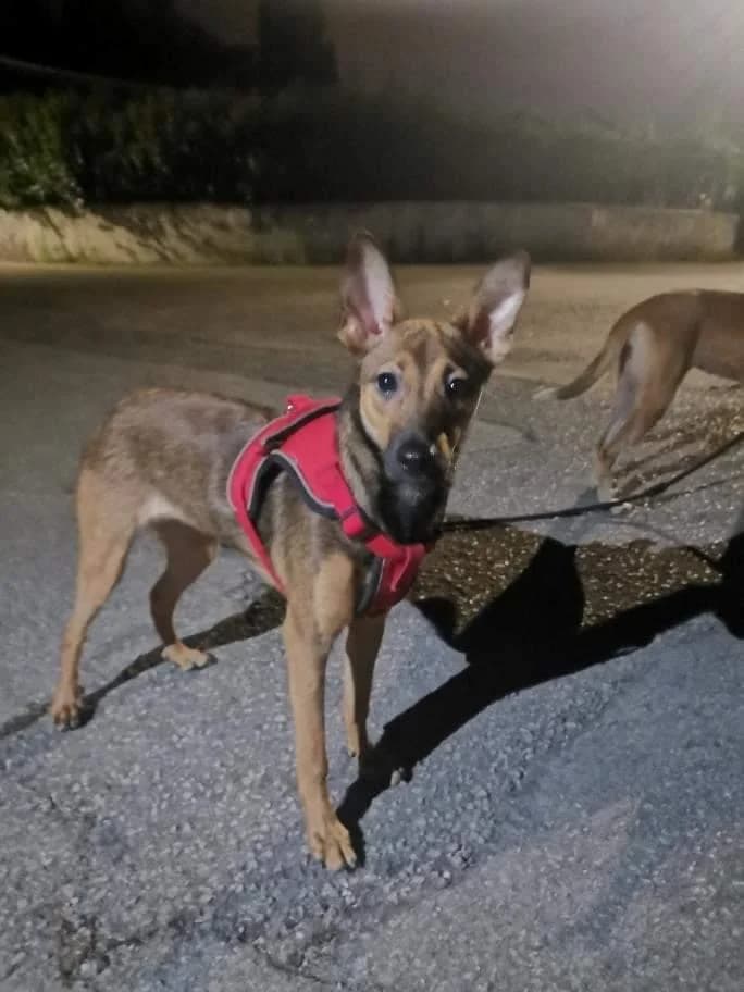 PETIFYC10471 photo 8