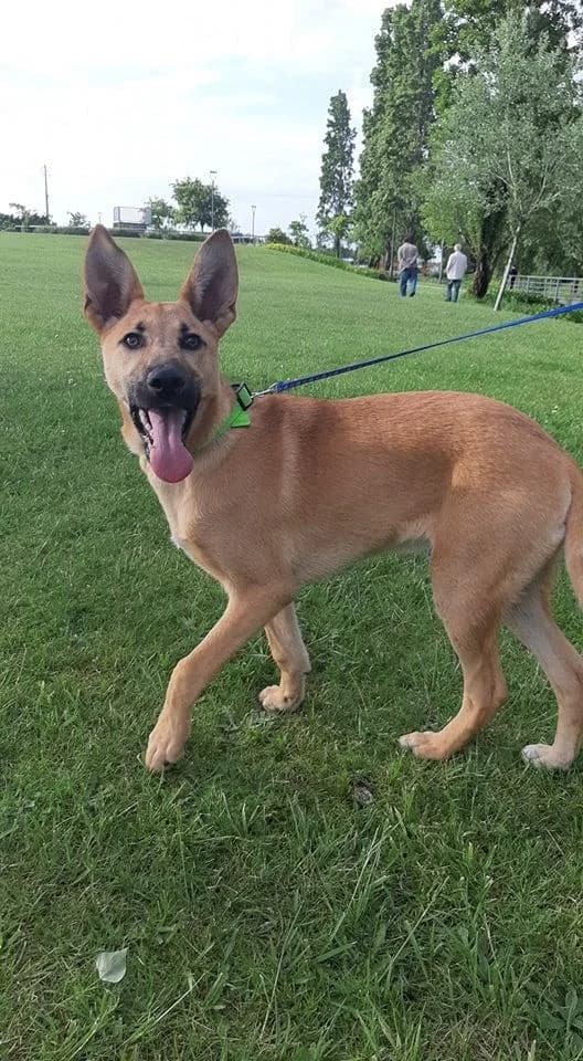 PETIFYC10472 photo 8