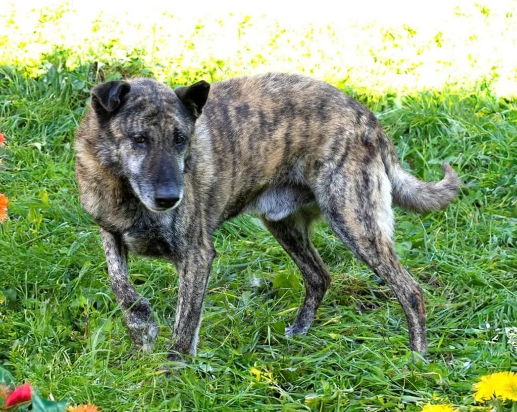 PETIFYC10473 photo 2