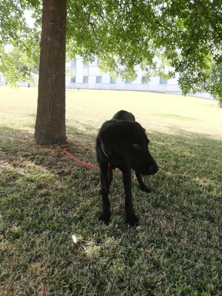 PETIFYC10473 photo 7