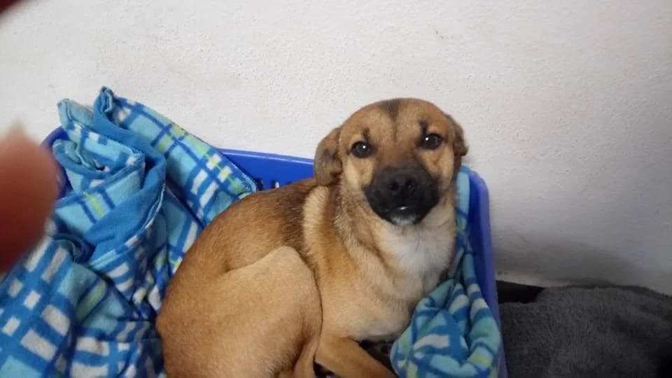 PETIFYC10473 photo 8