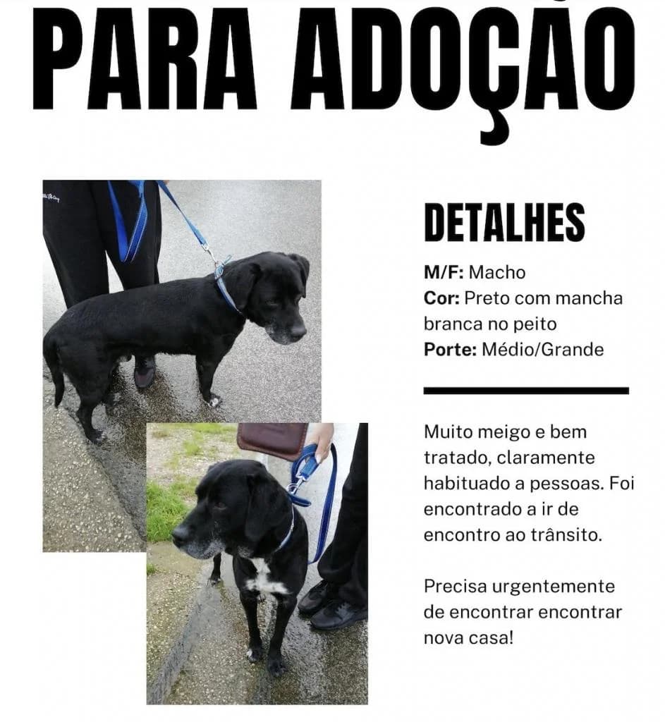 PETIFYC10474 photo 6