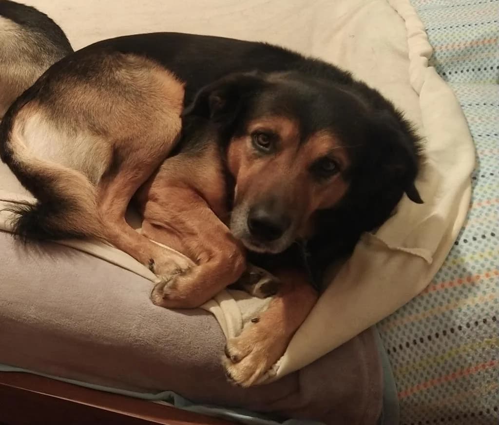 PETIFYC10474 photo 7