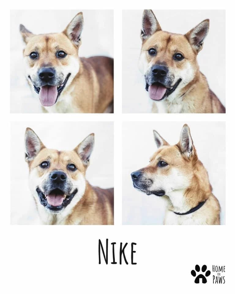 PETIFYC10476 photo 5