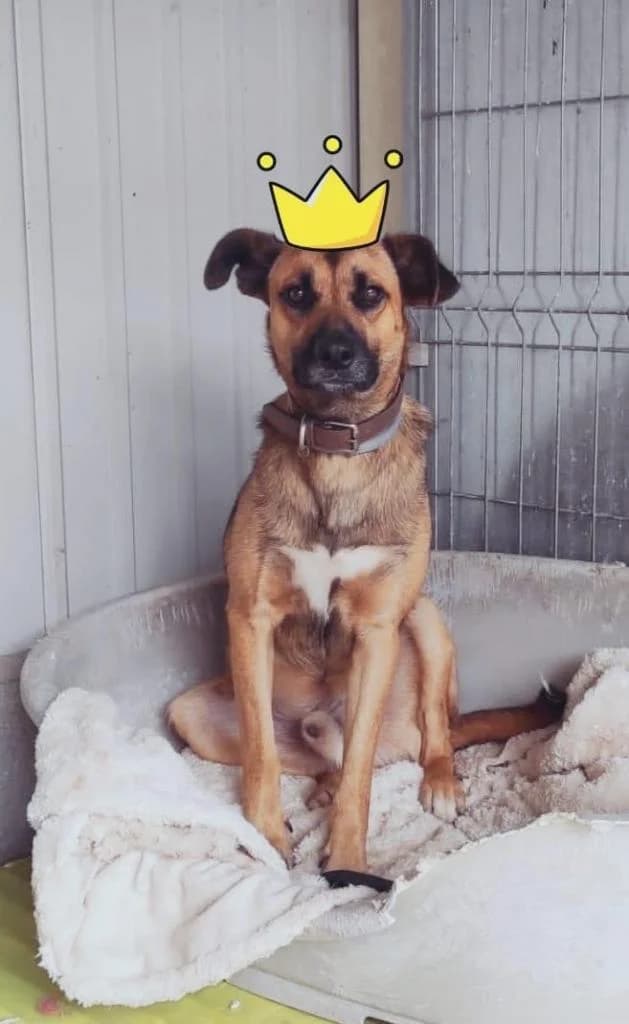 PETIFYC10476 photo 8