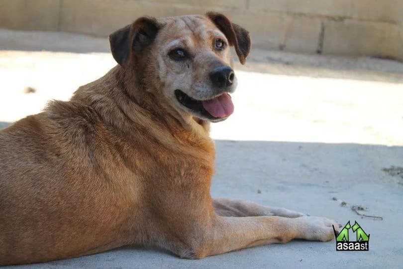 PETIFYC10477 photo 5