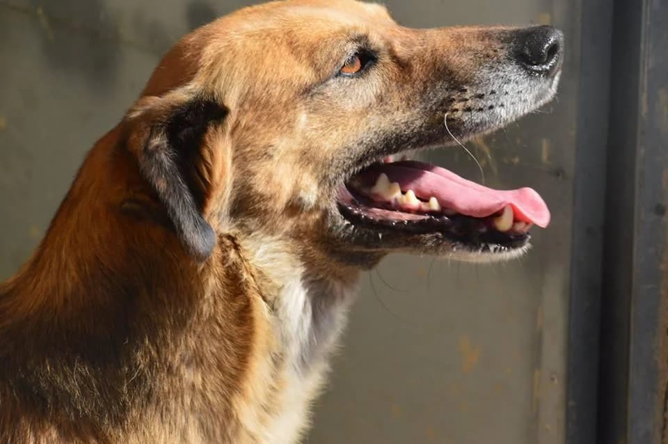 PETIFYC10477 photo 6