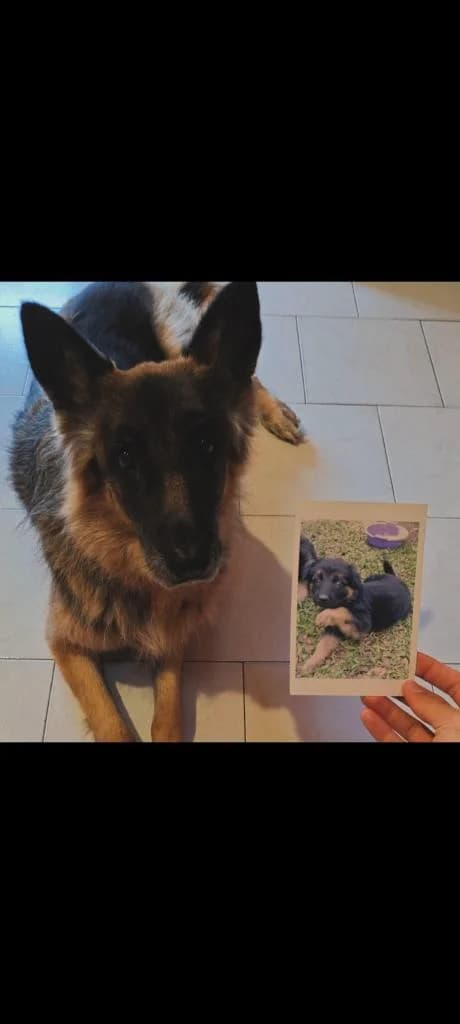 PETIFYC10478 photo 6